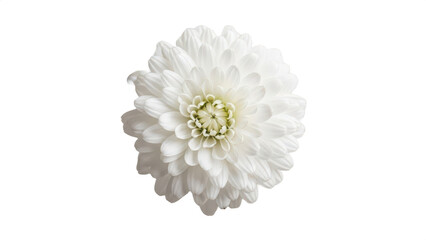 White flower with a yellow center. isolated illustration on transparent background