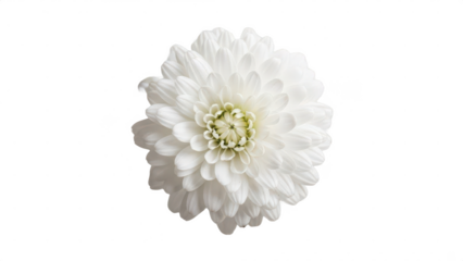 White flower with a yellow center. isolated illustration on transparent background