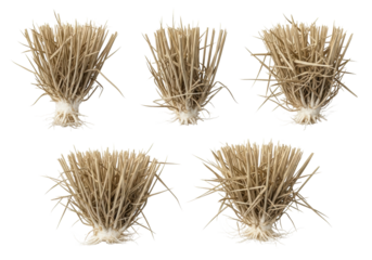 five distinct clumps of dry, parched wheat stubble with brittle texture and visible pale roots, macro shot isolated on seamless transparent studio background. concept of isolated textural design asset