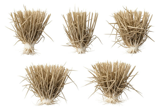 five distinct clumps of dry, parched wheat stubble with brittle texture and visible pale roots, macro shot isolated on seamless transparent studio background. concept of isolated textural design asset