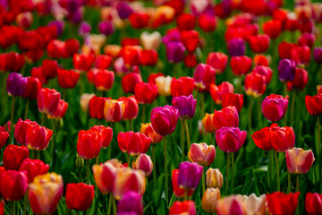 Fototapeta premium Vivid flowers and spring background with tulips. Tulip field with vibrant spring flowers. Multicolored vivid tulips flowers pattern. Natural tulip landscape with spring colors. Blooming tulip field.