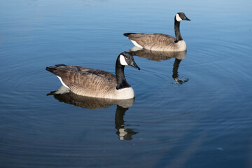 Goose swims calmly on the lake. Goose shows natural wildlife behavior. A wild goose reflects softly in the water. The goose brings peaceful nature mood.