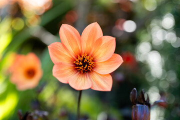 orange peach flower in garden