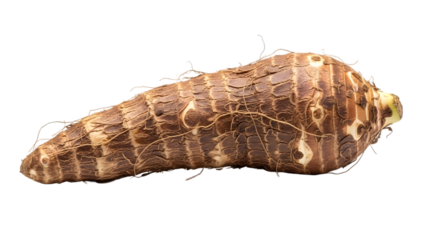 Brown seashell isolated on transparent background