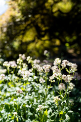 white flowers in the garden