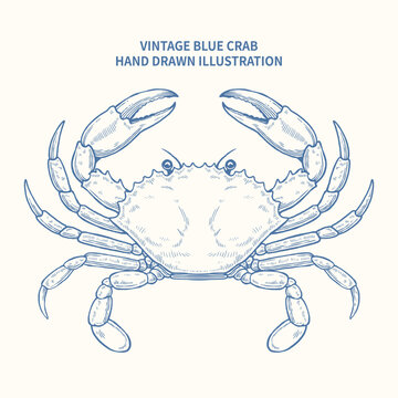 Vintage hand drawn blue crab illustration, detailed engraving sketch of marine crustacean for seafood and nautical design isolated