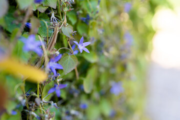 Purple flower among green leaves growing on a wall