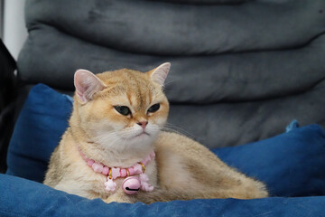 Fluffy cat with golden coat rests comfortably on blue cushion, wearing pink collar with bell. cat...