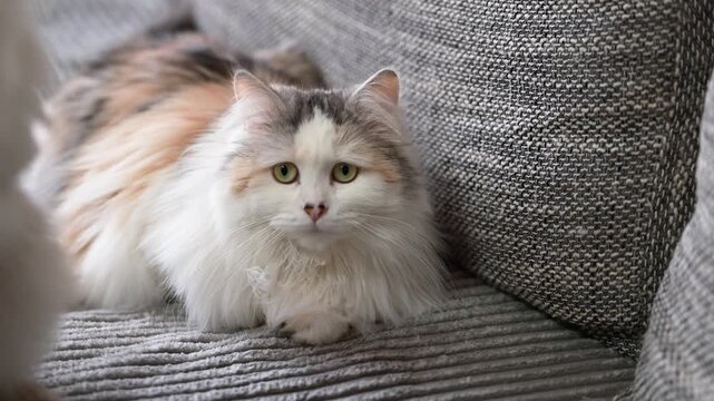 Calm indoor video starting with a tricolor longhaired cat resting on a sofa, followed by a pan to a silver gray cat