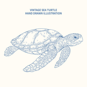 Vintage hand drawn sea turtle illustration, detailed engraving sketch of marine green turtle for nautical and ocean life design isolated