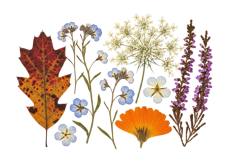 meticulous flat lay macro shot of dried blue forget-me-nots, rusty oak leaf, and white queen anne's lace, showing preserved textures on a transparent background, concept of scientific documentation
