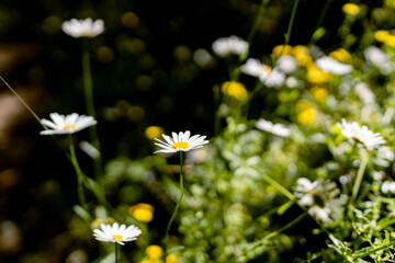 daisies in the meadow