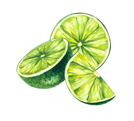 Watercolor hand-drawn citrus tropical fruit. Lime hand-painted illustration isolated on white. Botanical lime fruit for wedding invitations, festivals, or postcards.