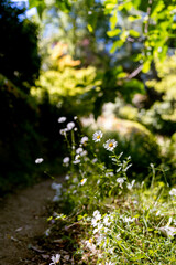daisies on a pathway in a garden