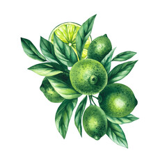 Watercolor hand-drawn citrus tropical fruit. Lime hand-painted illustration isolated on white. Botanical lime fruit for wedding invitations, festivals, or postcards.