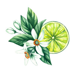 Watercolor hand-drawn citrus tropical fruit. Lime hand-painted illustration isolated on white. Botanical lime fruit for wedding invitations, festivals, or postcards.