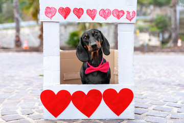 A dachshund wearing a pink bow tie sits inside a handmade white booth decorated with red hearts, placed outdoors on a stone pavement with trees in the background