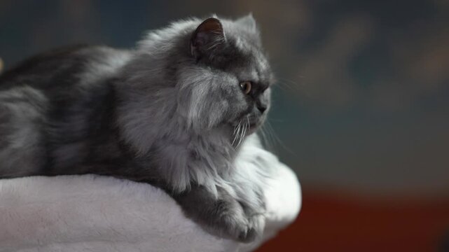 Bluepoint ragdoll cat resting on a scratching post, fluffy longhaired cat relaxing indoors