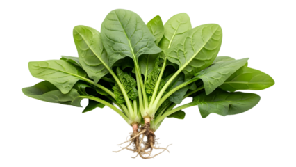 Fresh spinach plant with roots and green leaves isolated on a transparent background