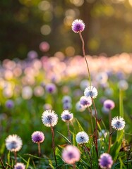 Soft focus image of delicate spherical flowers basking in golden sunlight