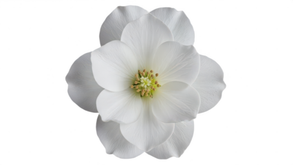 White flower with a yellow center. isolated illustration on transparent background