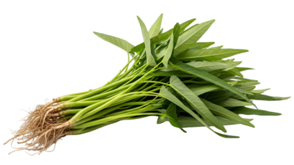Fresh green plant with roots and leaves isolated on a transparent background 1