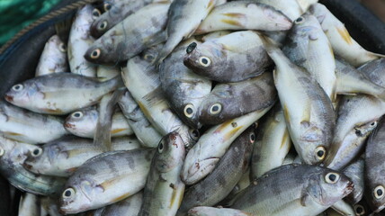 Obraz premium Fresh fish just caught by fishermen. These fish are packed in ice boxes and then sold at traditional markets.
