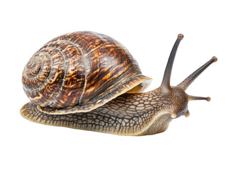 Garden snail isolated on transparent background