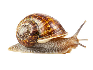 Brown garden snail isolated on transparent background