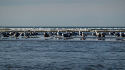 Flock of seagulls on california coast 