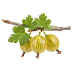 Yellow gooseberries, three fruits with green leaves attached on a natural branch on transparent background