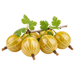 Yellow gooseberries, five ripe fruits on a short branch with green leaves on transparent background