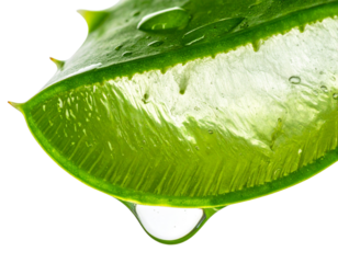 Close-up of a vibrant green aloe vera leaf with a clear gel drop dripping from its cut edge, highlighting its natural moisture and soothing properties. isolated on transparent background, png