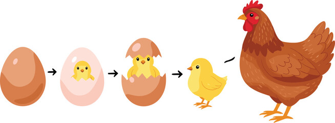 Chicken life cycle illustration, egg chick hatching growth stages, poultry farming education concept, cute cartoon vector design © Itz Marjia