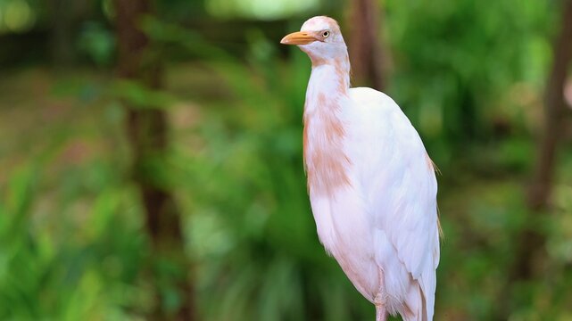 bird in green park, catle egret, forest, bird park