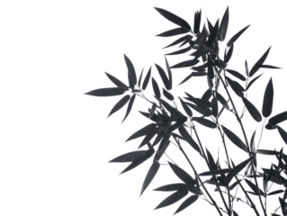 Minimalist Dark Bamboo Branch Illustration