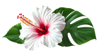 A vibrant white hibiscus flower with red center, stamen, and green tropical leaves