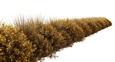 Isolated strip of dry golden-brown ornamental foliage and yellow flowers, low perspective macro view on transparent background, extensive copy space above. Concept for isolated design element