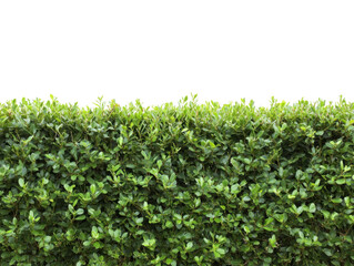 Obraz premium Green Hedge Isolated on Transparent Background