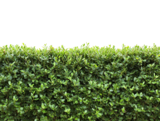 Green Hedge Isolated on Transparent Background