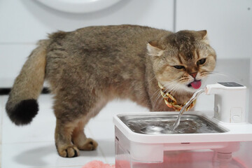 Cat drinks water from pet water fountain, showcasing its playful nature and curiosity. scene captures moment of hydration, emphasizing importance of fresh water for pets