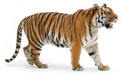 Obraz premium white tiger isolated on white