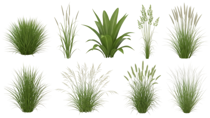 Collection of various green grass and plant types isolated on transparent background