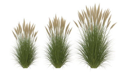 Three green grass bushes with brown flower spikes isolated on transparent background