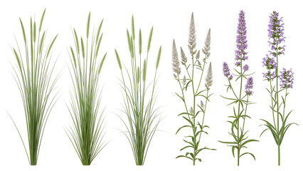 Variety of grass and purple flowers isolated on transparent background