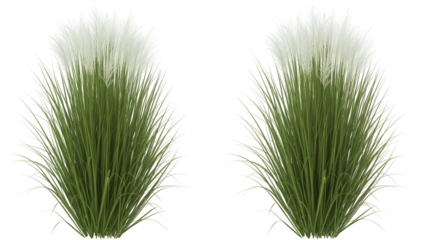 Two green grass tufts with white seed heads isolated on transparent background