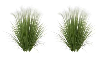 Two green grass clumps with white tips isolated on transparent background