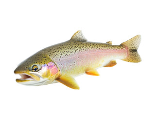 Obraz premium Rainbow Trout Isolated on Transparent Background