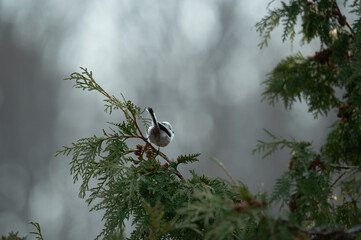 Cute long-tailed tit perching on a frost-covered branch in Hokkaido winter