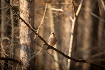 Obraz premium Eurasian jay bird looking forward while perched on a tree branch in forest